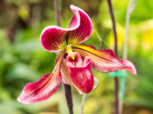 shutterstock 241245433 FloraQueen EN The Lady Slipper Flower Adds More Colors And Brightness To Your Garden