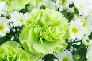 shutterstock 263651885 FloraQueen EN Choose Lively Green Flowers to Celebrate Anything