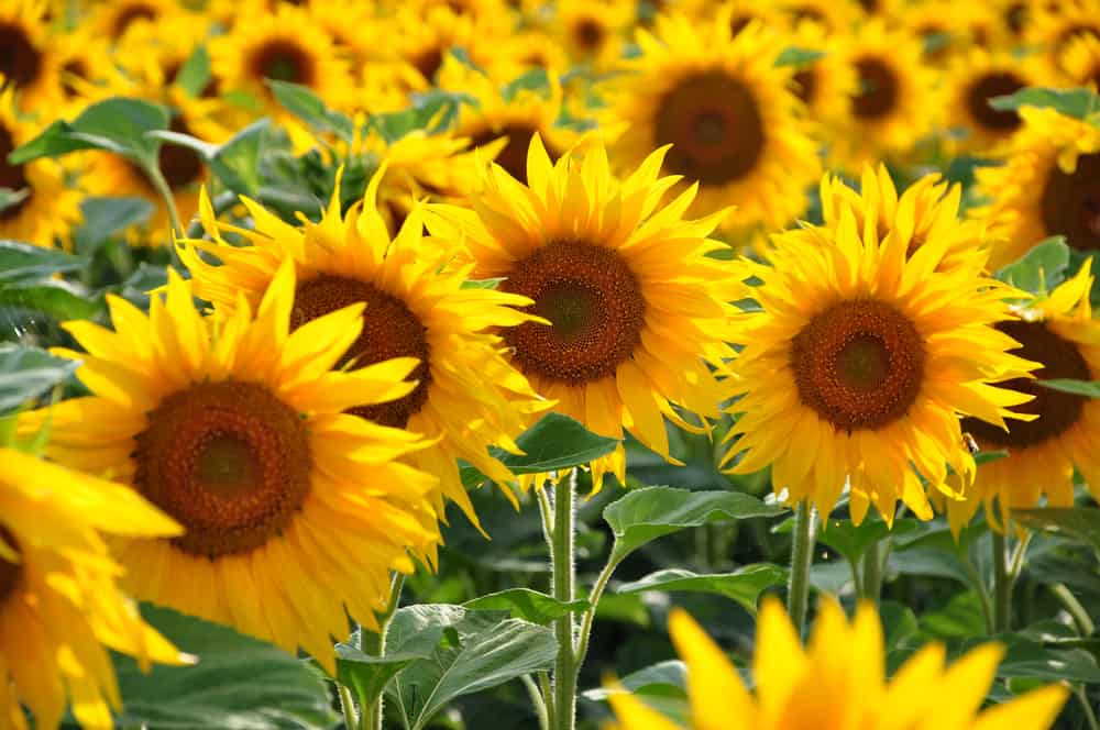shutterstock 271249412 FloraQueen EN Types of Sunflowers and Their Characteristics: The Tall, The Dwarves and The Colored
