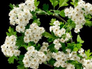 shutterstock 278439239 FloraQueen EN Hawthorn Flower Meaning: Beautiful and Useful in Healing