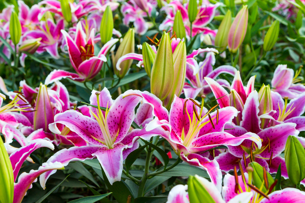 shutterstock 357874745 FloraQueen EN Types of Lilies to Add to Your Garden