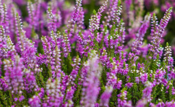 shutterstock 363161468 FloraQueen The Heather Flower: A Beautiful and Powerful Symbol