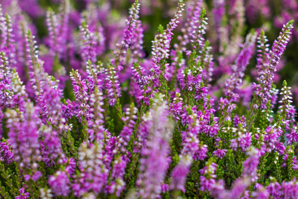 shutterstock 363161468 FloraQueen EN The Heather Flower: A Beautiful and Powerful Symbol