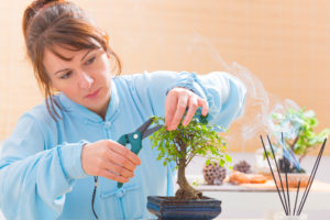 shutterstock 374742853 FloraQueen Bonsai Tree Care: Creating the Perfect Plant