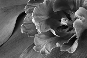 shutterstock 377674969 FloraQueen EN Black Flowers - The Complete Guide