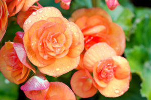 shutterstock 384114469 FloraQueen EN Begonia Flower: Sincere Friendship and Kindness