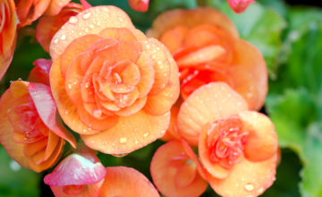 shutterstock 384114469 FloraQueen Begonia Flower: Sincere Friendship and Kindness