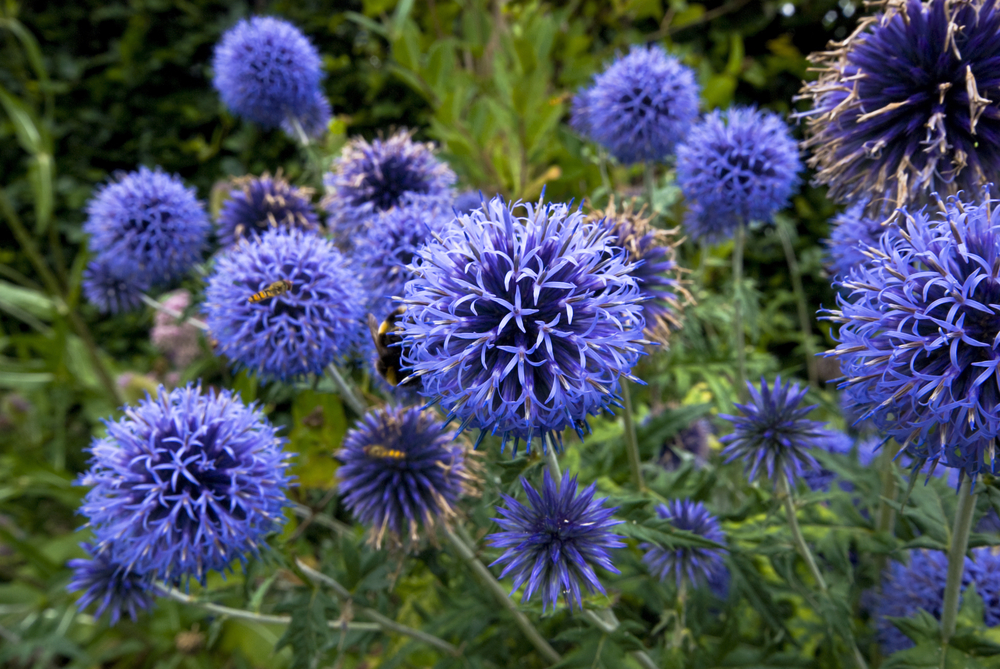 shutterstock 38656150 FloraQueen EN Exotic Dark Blue Flowers for Your Home and Garden
