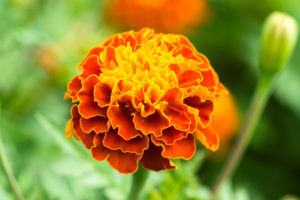 shutterstock 392746756 FloraQueen The Beautiful Marigold: the October Birth Flower
