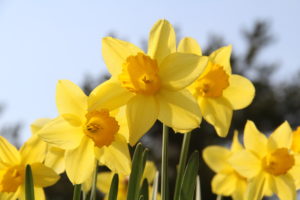 shutterstock 411016675 FloraQueen EN Choose the Beautiful Daffodil Flower to Celebrate in December