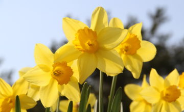 shutterstock 411016675 FloraQueen Choose the Beautiful Daffodil Flower to Celebrate in December