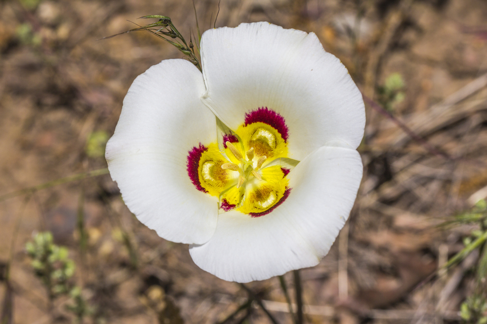 shutterstock 435813361 FloraQueen EN Utah State Flower - The Delicious Lily Flower