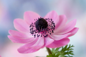 shutterstock 443764981 FloraQueen EN Anemone Flower Meaning - Wild but Fragile