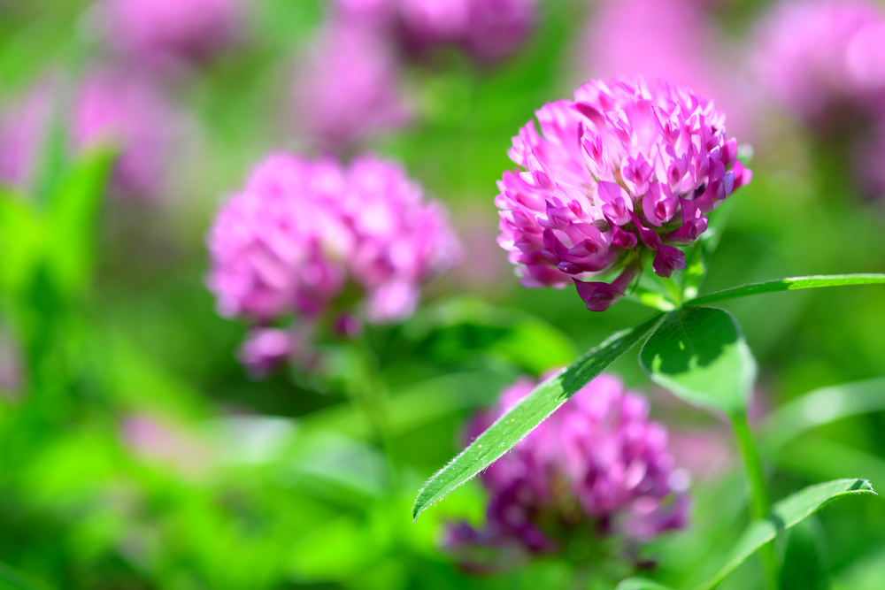 shutterstock 447267025 FloraQueen The Clover Flower: Small and Mighty