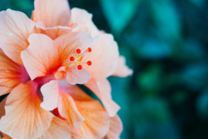 shutterstock 532905097 FloraQueen EN Hawaii Flower: The Hidden Treasure