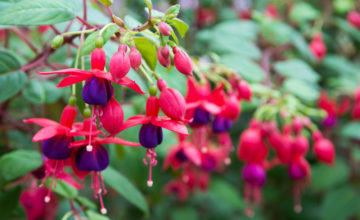 shutterstock 536050300 FloraQueen All About the Fuchsia Flower, an Exotic and Unique Plant