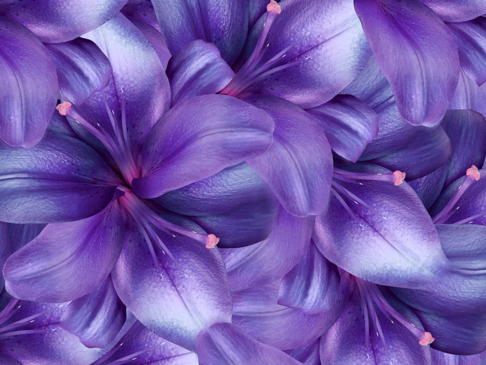 Different Kinds Of Purple Flower Names To Put Into Your Garden » FloraQueen
