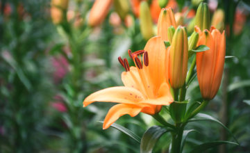 shutterstock 552910273 FloraQueen The Truth about the Orange Lily Meaning