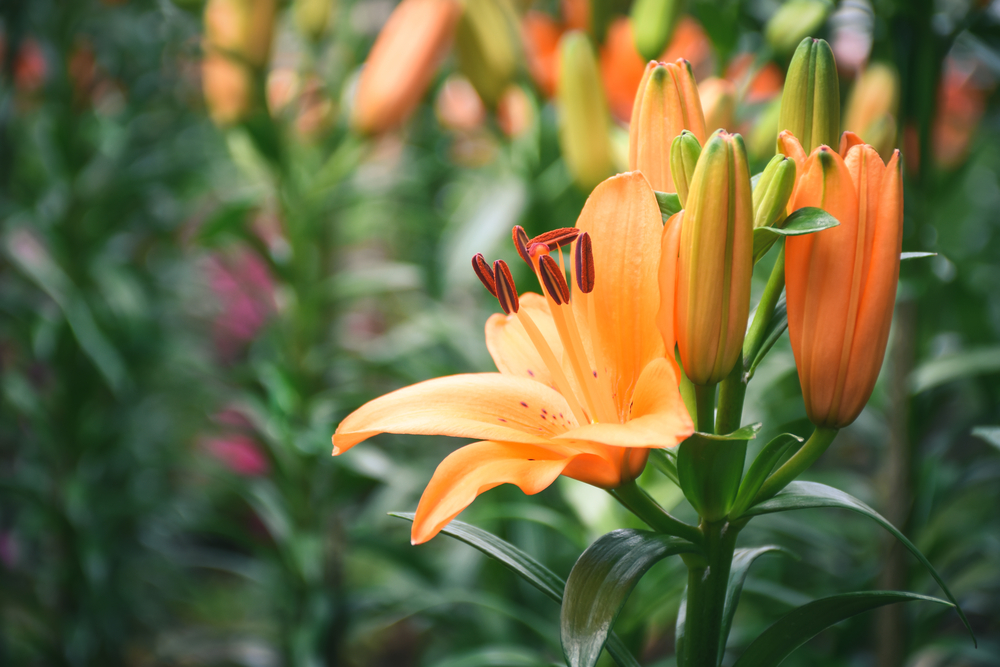 The Truth about the Orange Lily Meaning â FloraQueen