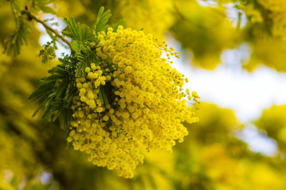 shutterstock 575547562 FloraQueen EN The Beautiful Mimosa Flower and Its Golden Yellow Blooms