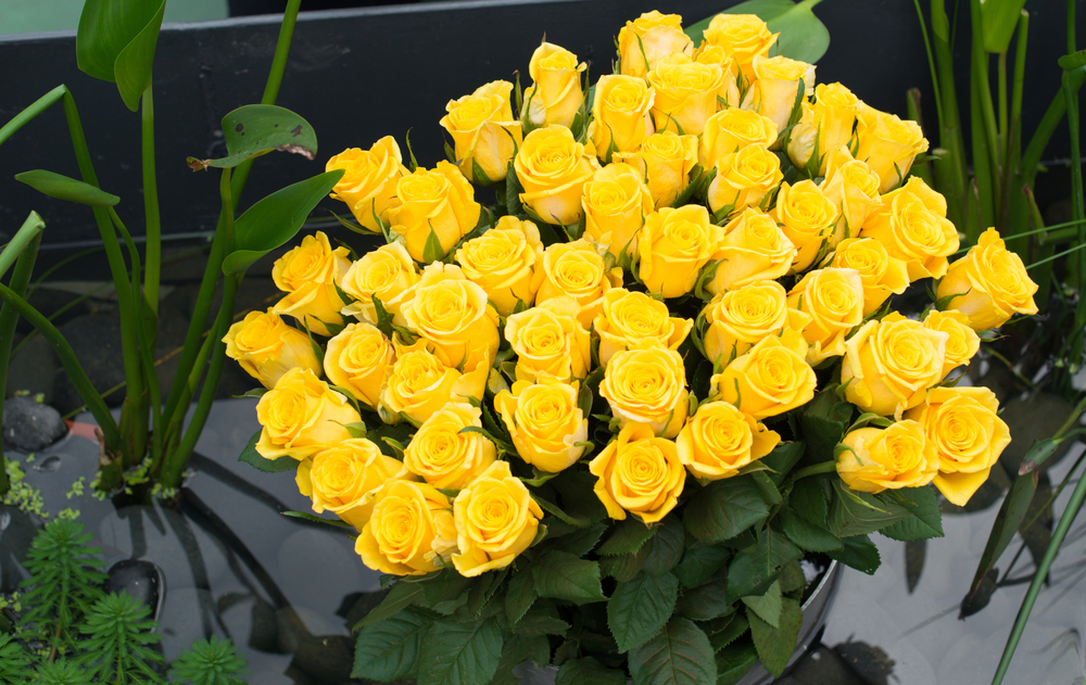 Fresh yellow roses online - Withlovenregards