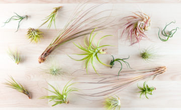 shutterstock 620095856 FloraQueen What You Should Know About Growing Different Types of Air Plants