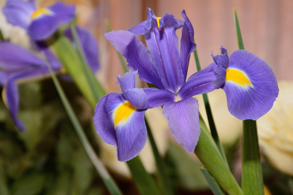 shutterstock 627269234 FloraQueen EN Iris Flower Meaning: A True Beauty to the Human Eye