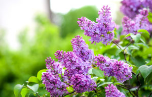 shutterstock 634563545 FloraQueen EN Lilac Flower Meaning: Understanding this Beautiful Bloom