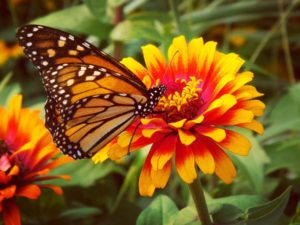 shutterstock 677438074 FloraQueen EN Butterfly Flowers Offer a Beautiful and Colorful Garden in All Seasons