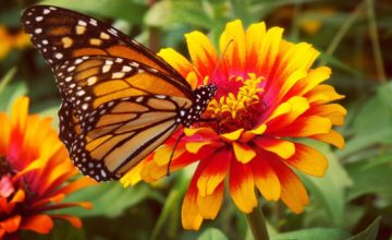 shutterstock 677438074 FloraQueen Butterfly Flowers Offer a Beautiful and Colorful Garden in All Seasons