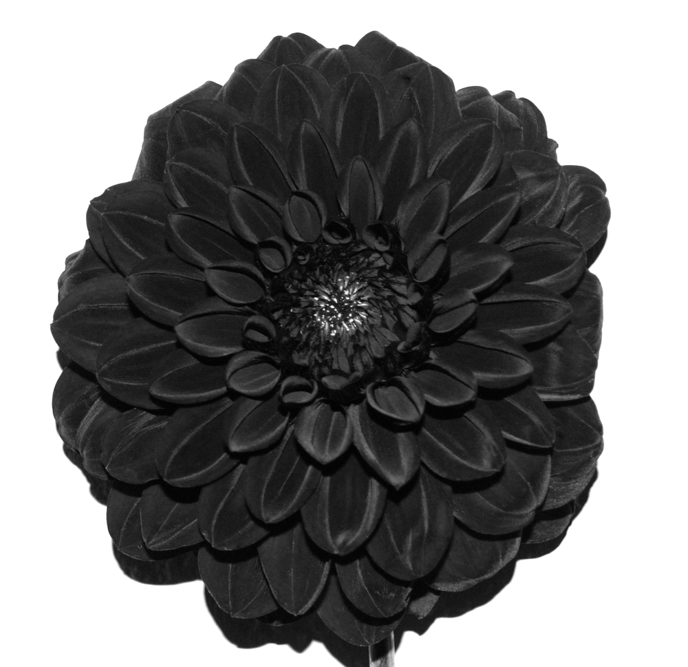 shutterstock 691718125 FloraQueen EN black dahlia flower meaning: Symbolism & Origin