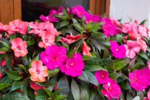 shutterstock 765235195 FloraQueen EN Impatiens Flowers Bring Cheerfulness and Charm to Your Garden in Summer