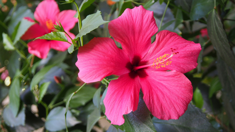 shutterstock 778098709 1 FloraQueen EN Hibiscus: The Hawaii State Flower and its Amazing Properties