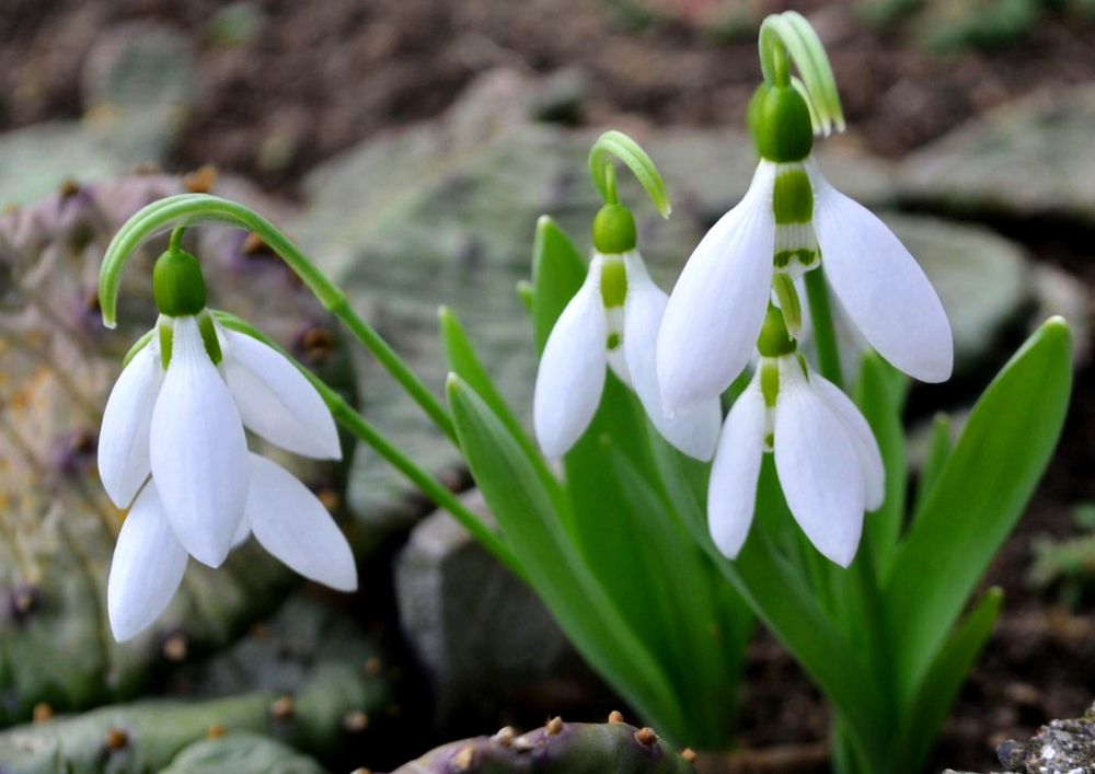 shutterstock 792596872 FloraQueen Snowdrops: Their History, Symbolism, and Care