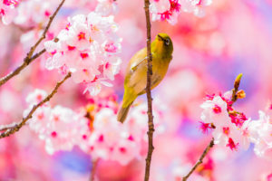 shutterstock 1010214562 FloraQueen Discover the Most Beautiful Japanese Flower Names and Their Meanings