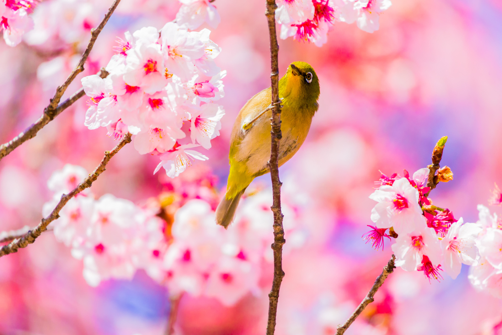 shutterstock 1010214562 FloraQueen EN Discover the Most Beautiful Japanese Flower Names and Their Meanings