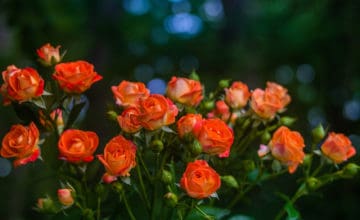 shutterstock 1020967456 FloraQueen What is The Orange Rose Meaning?
