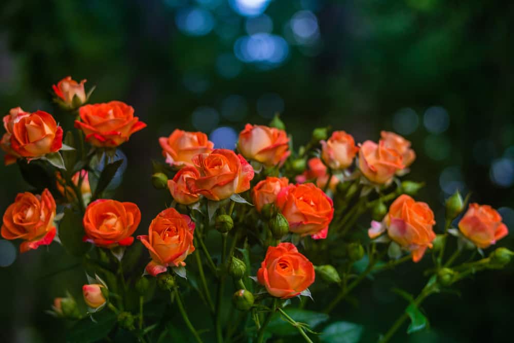 shutterstock 1020967456 FloraQueen What is The Orange Rose Meaning?