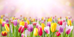 shutterstock 1029876595 FloraQueen EN Tulip Flower Meanings, History, And Symbolism