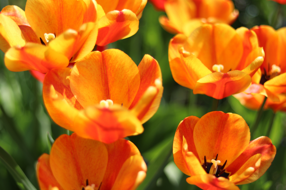 50 of the Most Popular Flowers to Grow