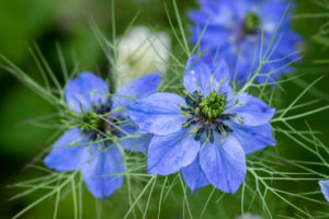 shutterstock 1110935777 FloraQueen The Nigella Flower Is an Annual Ornamental Plant That Offers Beautiful Colors and Brings a Refined Flowering