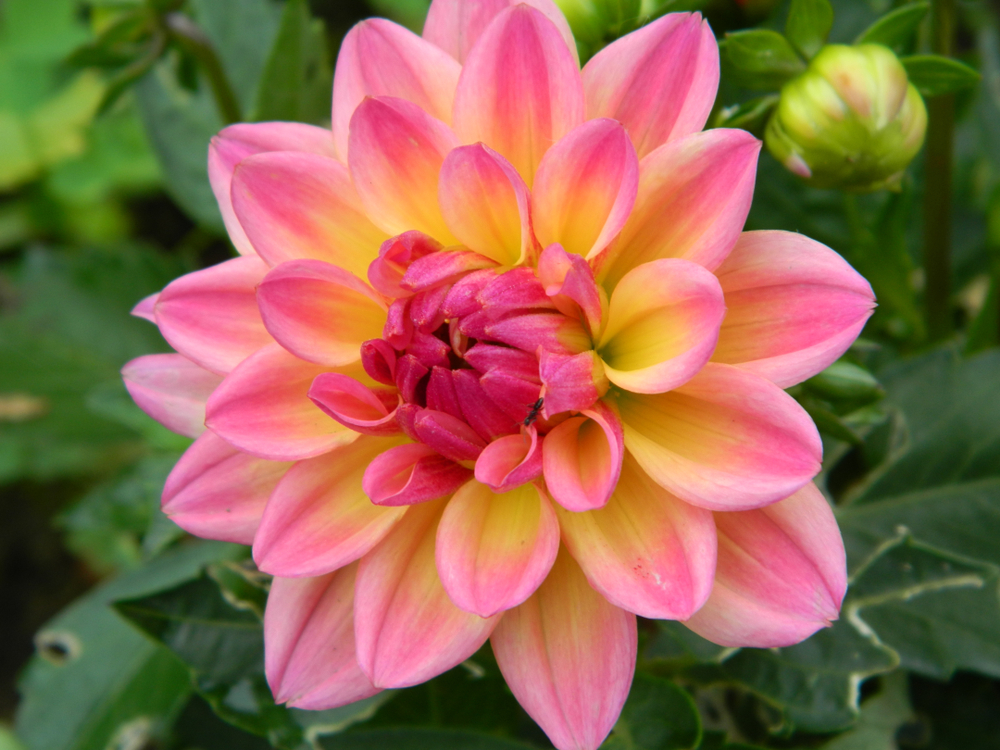 shutterstock 1138781099 FloraQueen EN Delilah Flower: A Beautiful Bloom to Brighten Your Home