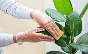 shutterstock 117271666 FloraQueen What Should You Know about Rubber Plant Care?