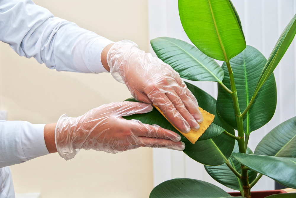 shutterstock 117271666 FloraQueen EN What Should You Know about Rubber Plant Care?