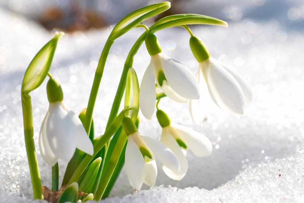 shutterstock 120471019 FloraQueen EN The Snowdrop, the January Flower, Symbolizes Consolation, Purity and Innocence
