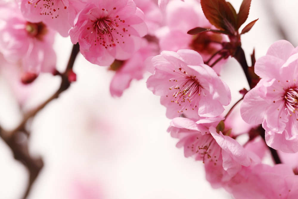 Peach Blossom Announces a Flowering Spring | FloraQueen