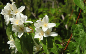 shutterstock 1304282725 FloraQueen EN Idaho State Flower – The Beautiful Syringa