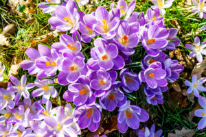 shutterstock 1327565210 FloraQueen Early Spring Flowers to Add More Beauty to Your Garden