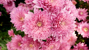 shutterstock 1407080309 FloraQueen EN The Chrysanthemum Meaning Is Deep and Full of Emotions