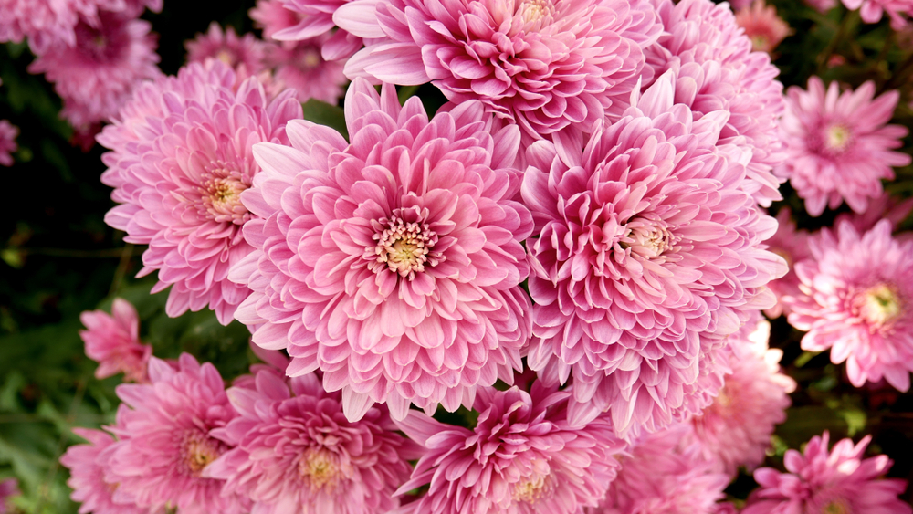 shutterstock 1407080309 FloraQueen The Chrysanthemum Meaning Is Deep and Full of Emotions